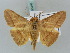  ( - BC ZSM Lep 56446)  @15 [ ] CreativeCommons - Attribution Non-Commercial Share-Alike (2011) Axel Hausmann/Bavarian State Collection of Zoology (ZSM) SNSB, Zoologische Staatssammlung Muenchen