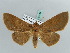  ( - BC ZSM Lep 56449)  @11 [ ] CreativeCommons - Attribution Non-Commercial Share-Alike (2011) Axel Hausmann/Bavarian State Collection of Zoology (ZSM) SNSB, Zoologische Staatssammlung Muenchen
