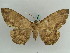 ( - BC ZSM Lep 56466)  @14 [ ] CreativeCommons - Attribution Non-Commercial Share-Alike (2011) Axel Hausmann/Bavarian State Collection of Zoology (ZSM) SNSB, Zoologische Staatssammlung Muenchen