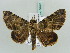  ( - BC ZSM Lep 56467)  @14 [ ] CreativeCommons - Attribution Non-Commercial Share-Alike (2011) Axel Hausmann/Bavarian State Collection of Zoology (ZSM) SNSB, Zoologische Staatssammlung Muenchen