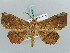  ( - BC ZSM Lep 56477)  @11 [ ] CreativeCommons - Attribution Non-Commercial Share-Alike (2011) Axel Hausmann/Bavarian State Collection of Zoology (ZSM) SNSB, Zoologische Staatssammlung Muenchen