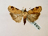  ( - BC ZSM Lep 58302)  @13 [ ] CreativeCommons - Attribution Non-Commercial Share-Alike (2011) Axel Hausmann/Bavarian State Collection of Zoology (ZSM) SNSB, Zoologische Staatssammlung Muenchen