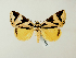  ( - BC ZSM Lep 58312)  @11 [ ] CreativeCommons - Attribution Non-Commercial Share-Alike (2011) Axel Hausmann/Bavarian State Collection of Zoology (ZSM) SNSB, Zoologische Staatssammlung Muenchen