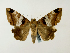  ( - BC ZSM Lep 58323)  @14 [ ] CreativeCommons - Attribution Non-Commercial Share-Alike (2011) Axel Hausmann/Bavarian State Collection of Zoology (ZSM) SNSB, Zoologische Staatssammlung Muenchen