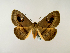 ( - BC ZSM Lep 58326)  @14 [ ] CreativeCommons - Attribution Non-Commercial Share-Alike (2011) Axel Hausmann/Bavarian State Collection of Zoology (ZSM) SNSB, Zoologische Staatssammlung Muenchen
