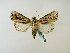  (Campydelta campyla - BC ZSM Lep 58336)  @14 [ ] CreativeCommons - Attribution Non-Commercial Share-Alike (2011) Axel Hausmann/Bavarian State Collection of Zoology (ZSM) SNSB, Zoologische Staatssammlung Muenchen