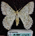  (Pingasa chlora - BC ZSM Lep 62781)  @15 [ ] Copyright (2011) Axel Hausmann/Bavarian State Collection of Zoology (ZSM) SNSB, Zoologische Staatssammlung Muenchen