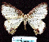  ( - BC ZSM Lep 62790)  @12 [ ] Copyright (2011) Axel Hausmann/Bavarian State Collection of Zoology (ZSM) SNSB, Zoologische Staatssammlung Muenchen