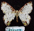  ( - BC ZSM Lep 62791)  @13 [ ] Copyright (2011) Axel Hausmann/Bavarian State Collection of Zoology (ZSM) SNSB, Zoologische Staatssammlung Muenchen