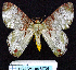  ( - BC ZSM Lep 62793)  @11 [ ] Copyright (2011) Axel Hausmann/Bavarian State Collection of Zoology (ZSM) SNSB, Zoologische Staatssammlung Muenchen