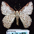  ( - BC ZSM Lep 62798)  @12 [ ] Copyright (2011) Axel Hausmann/Bavarian State Collection of Zoology (ZSM) SNSB, Zoologische Staatssammlung Muenchen
