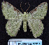  ( - BC ZSM Lep 62810)  @11 [ ] Copyright (2011) Axel Hausmann/Bavarian State Collection of Zoology (ZSM) SNSB, Zoologische Staatssammlung Muenchen