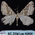  ( - BC ZSM Lep 62826)  @13 [ ] Copyright (2011) Axel Hausmann/Bavarian State Collection of Zoology (ZSM) SNSB, Zoologische Staatssammlung Muenchen