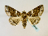  ( - BC ZSM Lep 58487)  @13 [ ] CreativeCommons - Attribution Non-Commercial Share-Alike (2011) Axel Hausmann/Bavarian State Collection of Zoology (ZSM) SNSB, Zoologische Staatssammlung Muenchen