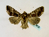  ( - BC ZSM Lep 58520)  @13 [ ] CreativeCommons - Attribution Non-Commercial Share-Alike (2011) Axel Hausmann/Bavarian State Collection of Zoology (ZSM) SNSB, Zoologische Staatssammlung Muenchen