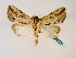  ( - BC ZSM Lep 58528)  @14 [ ] CreativeCommons - Attribution Non-Commercial Share-Alike (2011) Axel Hausmann/Bavarian State Collection of Zoology (ZSM) SNSB, Zoologische Staatssammlung Muenchen