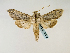  ( - BC ZSM Lep 58556)  @12 [ ] CreativeCommons - Attribution Non-Commercial Share-Alike (2011) Axel Hausmann/Bavarian State Collection of Zoology (ZSM) SNSB, Zoologische Staatssammlung Muenchen