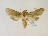  ( - BC ZSM Lep 58557)  @12 [ ] CreativeCommons - Attribution Non-Commercial Share-Alike (2011) Axel Hausmann/Bavarian State Collection of Zoology (ZSM) SNSB, Zoologische Staatssammlung Muenchen