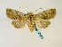  ( - BC ZSM Lep 58560)  @14 [ ] CreativeCommons - Attribution Non-Commercial Share-Alike (2011) Axel Hausmann/Bavarian State Collection of Zoology (ZSM) SNSB, Zoologische Staatssammlung Muenchen