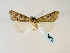  (Stilbia andalusiaca - BC ZSM Lep 58562)  @12 [ ] CreativeCommons - Attribution Non-Commercial Share-Alike (2011) Axel Hausmann/Bavarian State Collection of Zoology (ZSM) SNSB, Zoologische Staatssammlung Muenchen