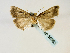  ( - BC ZSM Lep 58563)  @12 [ ] CreativeCommons - Attribution Non-Commercial Share-Alike (2011) Axel Hausmann/Bavarian State Collection of Zoology (ZSM) SNSB, Zoologische Staatssammlung Muenchen