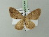  ( - BC ZSM Lep 71649)  @13 [ ] CreativeCommons - Attribution Non-Commercial Share-Alike (2013) Axel Hausmann/Bavarian State Collection of Zoology (ZSM) SNSB, Zoologische Staatssammlung Muenchen