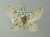  ( - BC ZSM Lep 71667)  @11 [ ] CreativeCommons - Attribution Non-Commercial Share-Alike (2013) Axel Hausmann/Bavarian State Collection of Zoology (ZSM) SNSB, Zoologische Staatssammlung Muenchen
