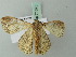  ( - BC ZSM Lep 71675)  @12 [ ] CreativeCommons - Attribution Non-Commercial Share-Alike (2013) Axel Hausmann/Bavarian State Collection of Zoology (ZSM) SNSB, Zoologische Staatssammlung Muenchen
