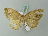  ( - BC ZSM Lep 71687)  @13 [ ] CreativeCommons - Attribution Non-Commercial Share-Alike (2013) Axel Hausmann/Bavarian State Collection of Zoology (ZSM) SNSB, Zoologische Staatssammlung Muenchen