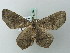  ( - BC ZSM Lep 71689)  @13 [ ] CreativeCommons - Attribution Non-Commercial Share-Alike (2013) Axel Hausmann/Bavarian State Collection of Zoology (ZSM) SNSB, Zoologische Staatssammlung Muenchen