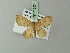  (Scopula ME01Ke - BC ZSM Lep 71697)  @13 [ ] CreativeCommons - Attribution Non-Commercial Share-Alike (2013) Axel Hausmann/Bavarian State Collection of Zoology (ZSM) SNSB, Zoologische Staatssammlung Muenchen