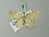  (Scopula supina - BC ZSM Lep 71698)  @13 [ ] CreativeCommons - Attribution Non-Commercial Share-Alike (2013) Axel Hausmann/Bavarian State Collection of Zoology (ZSM) SNSB, Zoologische Staatssammlung Muenchen