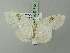  ( - BC ZSM Lep 71712)  @12 [ ] CreativeCommons - Attribution Non-Commercial Share-Alike (2013) Axel Hausmann/Bavarian State Collection of Zoology (ZSM) SNSB, Zoologische Staatssammlung Muenchen