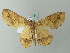  ( - BC ZSM Lep 71723)  @13 [ ] CreativeCommons - Attribution Non-Commercial Share-Alike (2013) Axel Hausmann/Bavarian State Collection of Zoology (ZSM) SNSB, Zoologische Staatssammlung Muenchen
