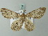  ( - BC ZSM Lep 71725)  @13 [ ] CreativeCommons - Attribution Non-Commercial Share-Alike (2013) Axel Hausmann/Bavarian State Collection of Zoology (ZSM) SNSB, Zoologische Staatssammlung Muenchen