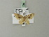  (Eois perfusca - BC ZSM Lep 71736)  @13 [ ] CreativeCommons - Attribution Non-Commercial Share-Alike (2013) Axel Hausmann/Bavarian State Collection of Zoology (ZSM) SNSB, Zoologische Staatssammlung Muenchen