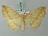  ( - BC ZSM Lep 71740)  @11 [ ] CreativeCommons - Attribution Non-Commercial Share-Alike (2013) Axel Hausmann/Bavarian State Collection of Zoology (ZSM) SNSB, Zoologische Staatssammlung Muenchen