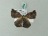  ( - BC ZSM Lep 71767)  @13 [ ] CreativeCommons - Attribution Non-Commercial Share-Alike (2013) Axel Hausmann/Bavarian State Collection of Zoology (ZSM) SNSB, Zoologische Staatssammlung Muenchen