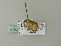  ( - BC ZSM Lep 71777)  @12 [ ] CreativeCommons - Attribution Non-Commercial Share-Alike (2013) Axel Hausmann/Bavarian State Collection of Zoology (ZSM) SNSB, Zoologische Staatssammlung Muenchen