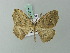  ( - BC ZSM Lep 71781)  @13 [ ] CreativeCommons - Attribution Non-Commercial Share-Alike (2013) Axel Hausmann/Bavarian State Collection of Zoology (ZSM) SNSB, Zoologische Staatssammlung Muenchen