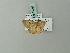  (Scopula ME04Ke - BC ZSM Lep 71803)  @11 [ ] CreativeCommons - Attribution Non-Commercial Share-Alike (2013) Axel Hausmann/Bavarian State Collection of Zoology (ZSM) SNSB, Zoologische Staatssammlung Muenchen
