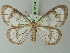  (Locha hyalaria - BC ZSM Lep 72884)  @11 [ ] CreativeCommons - Attribution Non-Commercial Share-Alike (2013) Axel Hausmann/Bavarian State Collection of Zoology (ZSM) SNSB, Zoologische Staatssammlung Muenchen