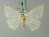  ( - BC ZSM Lep 72886)  @11 [ ] CreativeCommons - Attribution Non-Commercial Share-Alike (2013) Axel Hausmann/Bavarian State Collection of Zoology (ZSM) SNSB, Zoologische Staatssammlung Muenchen