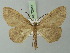  ( - BC ZSM Lep 72913)  @11 [ ] CreativeCommons - Attribution Non-Commercial Share-Alike (2013) Axel Hausmann/Bavarian State Collection of Zoology (ZSM) SNSB, Zoologische Staatssammlung Muenchen