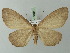  ( - BC ZSM Lep 72915)  @14 [ ] CreativeCommons - Attribution Non-Commercial Share-Alike (2013) Axel Hausmann/Bavarian State Collection of Zoology (ZSM) SNSB, Zoologische Staatssammlung Muenchen