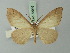  ( - BC ZSM Lep 72916)  @12 [ ] CreativeCommons - Attribution Non-Commercial Share-Alike (2013) Axel Hausmann/Bavarian State Collection of Zoology (ZSM) SNSB, Zoologische Staatssammlung Muenchen