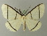  ( - BC ZSM Lep 72935)  @13 [ ] CreativeCommons - Attribution Non-Commercial Share-Alike (2013) Axel Hausmann/Bavarian State Collection of Zoology (ZSM) SNSB, Zoologische Staatssammlung Muenchen