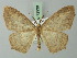  (Hydatoscia callas - BC ZSM Lep 72938)  @11 [ ] CreativeCommons - Attribution Non-Commercial Share-Alike (2013) Axel Hausmann/Bavarian State Collection of Zoology (ZSM) SNSB, Zoologische Staatssammlung Muenchen