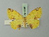  ( - BC ZSM Lep 72961)  @11 [ ] CreativeCommons - Attribution Non-Commercial Share-Alike (2013) Axel Hausmann/Bavarian State Collection of Zoology (ZSM) SNSB, Zoologische Staatssammlung Muenchen