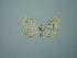  ( - BC ZSM Lep 73532)  @13 [ ] CreativeCommons - Attribution Non-Commercial Share-Alike (2013) Axel Hausmann/Bavarian State Collection of Zoology (ZSM) SNSB, Zoologische Staatssammlung Muenchen
